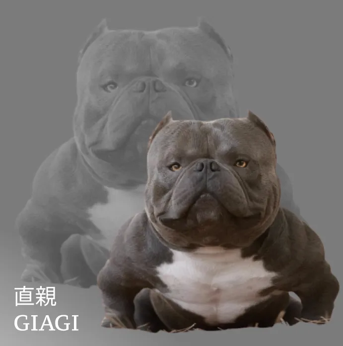 アズール画像
