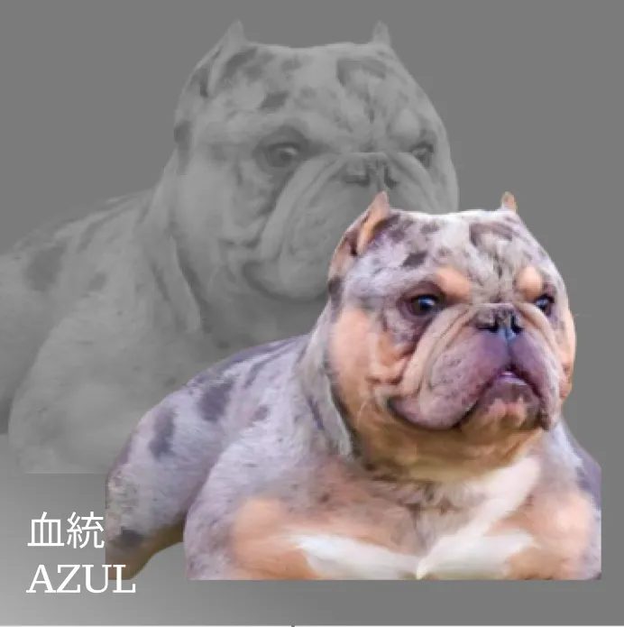ジャギー画像