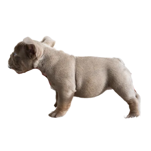 子犬イメージ4