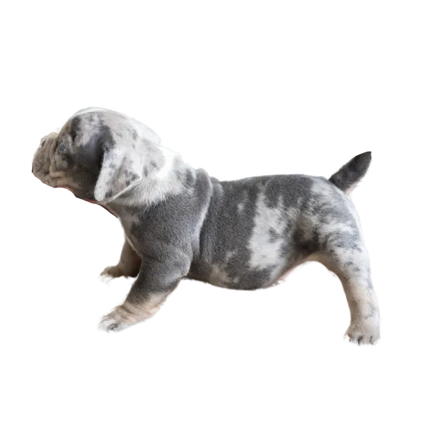 子犬イメージ2