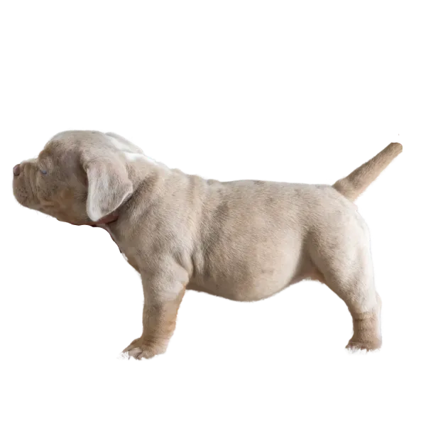 子犬イメージ３