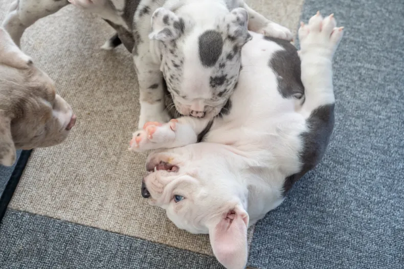 じゃれあっているdog
